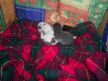 les bebes